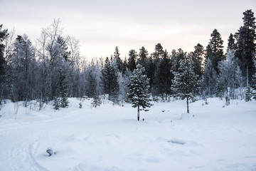 dawn in a snowy forest tundra trees in the snow frost nobody landscape