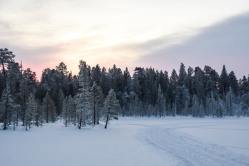 Fototapeta na wymiar dawn in a snowy forest tundra trees in the snow frost nobody landscape