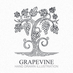 Grape vine. Vineyard engraving style hand drawn vector illustration. Grape and vine logo.