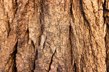 Cracked bark of the old tree overgrown with green moss in autumn forest. Selective focus