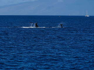 Mother humpback whale teaching her baby how to slap it's tale in the water.