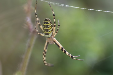 Spider in web