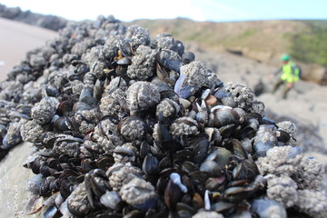 Muscles on beach