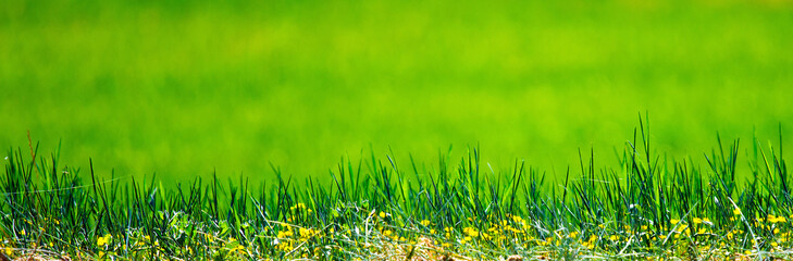 Green background with flowers in spring.