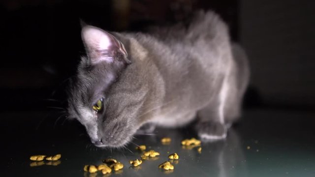 Close up. Slow motion. Hungry grey cat eat dry food.