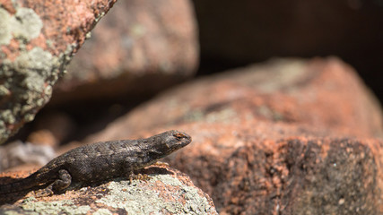 lizard on a stone