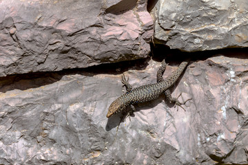 Lizard (Lacerta graeca) on a stone wall