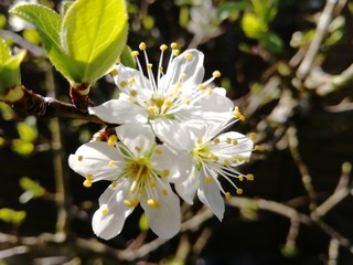 Fleurs de prunier mirabelle au printemps