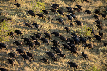 Buffalo herd in the Okavango Delta