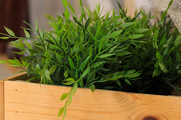 Green grass growing in the wooden box 