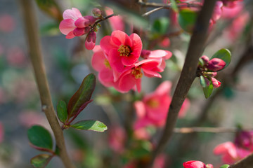 Close-up of pink blossom flowers blooming on tree