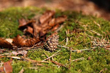 Moos Fläche Boden im Wald Nadeln Blätter Zapfen Close