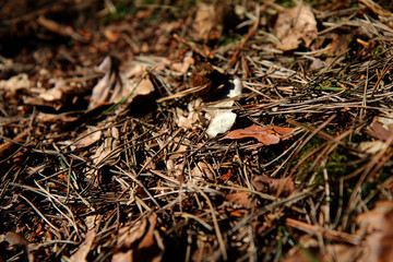 Waldboden braune Nadeln Blätter Mischwald Nah Close