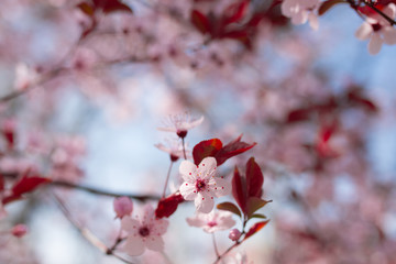 Cherry Blossom trees, Nature and Spring time background.