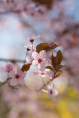 Blooming spring flowers Cherry blossoms