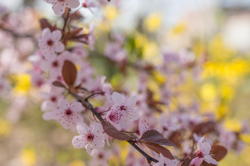 Cherry Blossom trees, Nature and Spring time background.