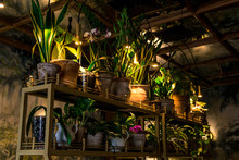 many different flowers in pots in the dark