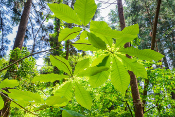 ホオノキの新葉