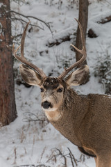 deer portrait in winter