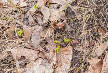 Young plants make their way from the ground to the sunlight