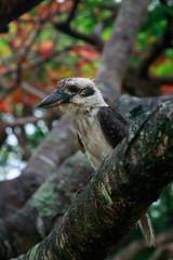 Fototapeta premium Laughing kookaburra (Dacelo novaeguineae) in the rain