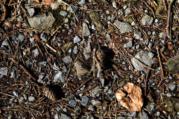 Waldboden steinig Mischwald Boden Natur Steine