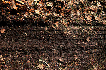 Reifenspuren im Wald in der Erde Auto Reifen Abdrücke
