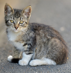 little kitten on the street, homeless kitten