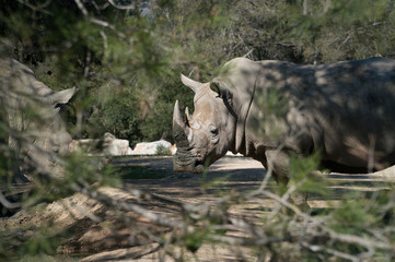 rhinocéros