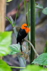 Oiseau rouge tropical sur une branche