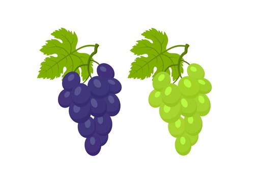 red and white grapes with leafs isolated vector image of fruit
