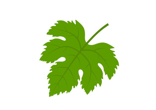 grape leaf isolated vector image