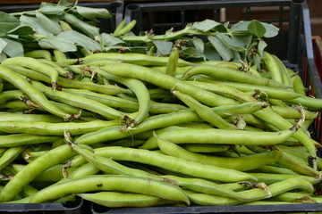 Cibo di primavera. Raccolto di fave fresche 