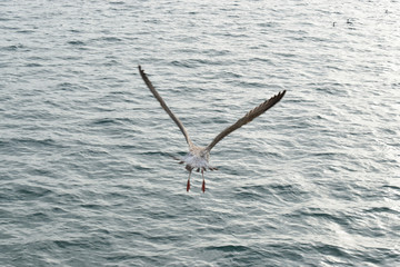 seagull flying in Istanbul Strait