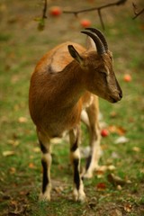 wild mountain goat.artvin/savsat 