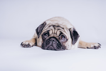 Funny Pug Puppy on white background. portrait of a cute pug dog with big sad eyes and a questioning look on a white background, Beige pug with huge eyes on a white background
