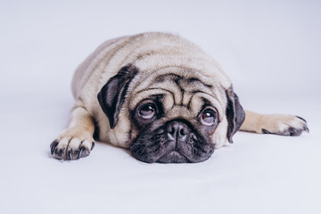 Funny Pug Puppy on white background. portrait of a cute pug dog with big sad eyes and a questioning...
