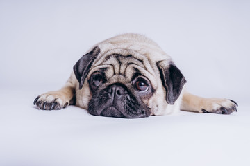 Funny Pug Puppy on white background. portrait of a cute pug dog with big sad eyes and a questioning...