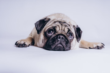 Funny Pug Puppy on white background. portrait of a cute pug dog with big sad eyes and a questioning...