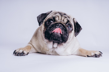 Funny pug puppy, on white background. Dog shows language