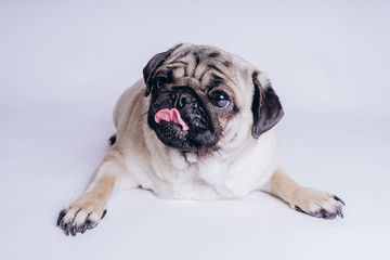 Funny pug puppy, on white background. Dog shows language