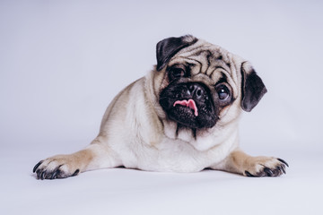 Funny pug puppy, on white background. Dog shows language