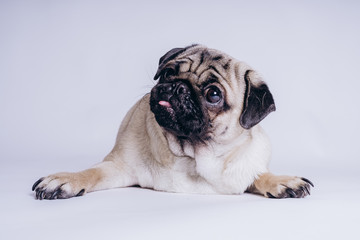 Funny pug puppy, on white background. Dog shows language