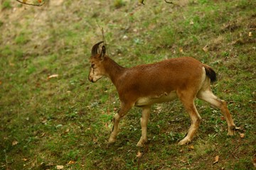 wild mountain goat.artvin/savsat 