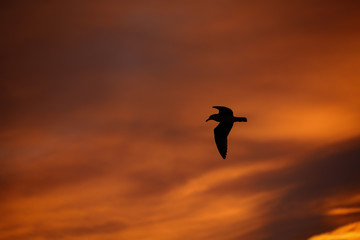 silhouette of seagull on background of sunset