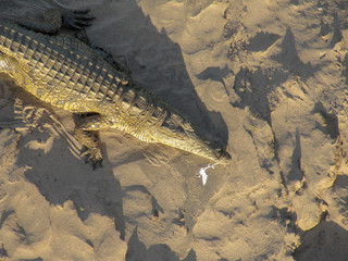 African Crocodile (Crocodylus niloticus)