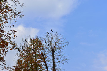 cormorants on the tree. plane cormorants on trees.