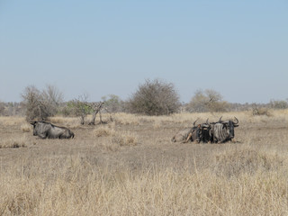 Blue wildebeest (Connochaetes taurinus)