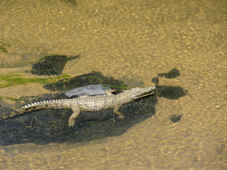 African Crocodile (Crocodylus niloticus)