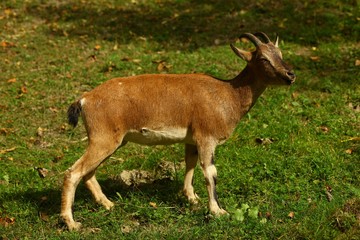 wild mountain goat.artvin/savsat 